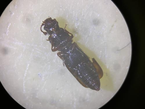Rhizophagus oblongicollis